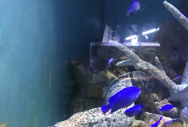 男鹿水族館GAOの写真・動画_image_294639