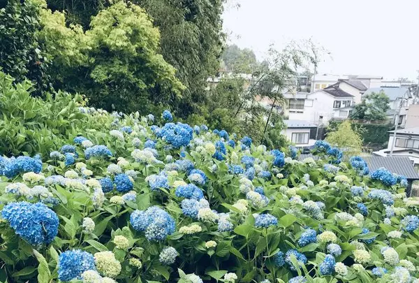 雲昌寺の写真・動画_image_294650