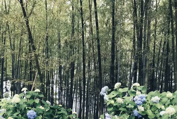 雲昌寺の写真・動画_image_294653