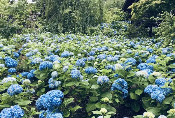 雲昌寺の写真・動画_image_294654