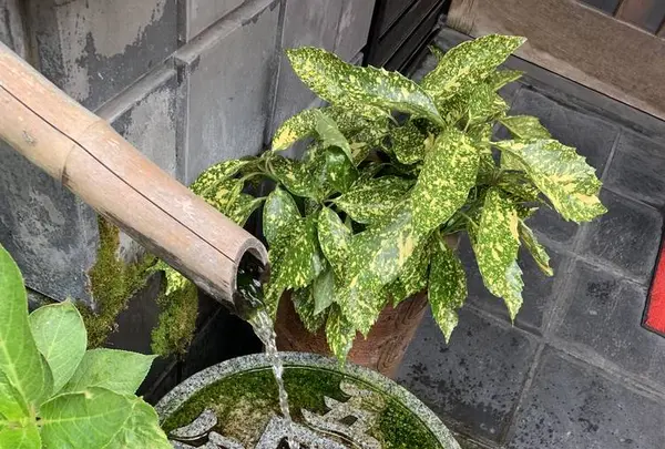 炭火焼うなぎ 魚寅の写真・動画_image_295408