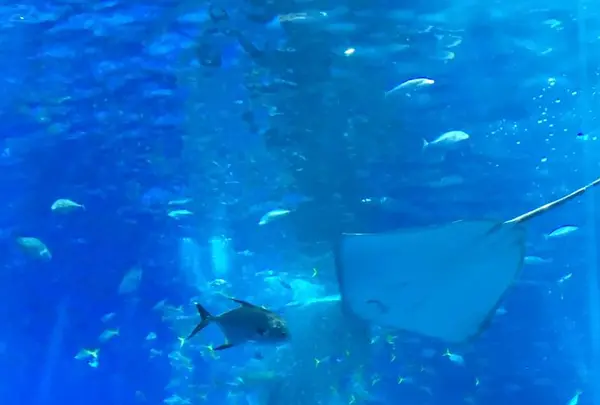 沖縄美ら海水族館の写真・動画_image_295471