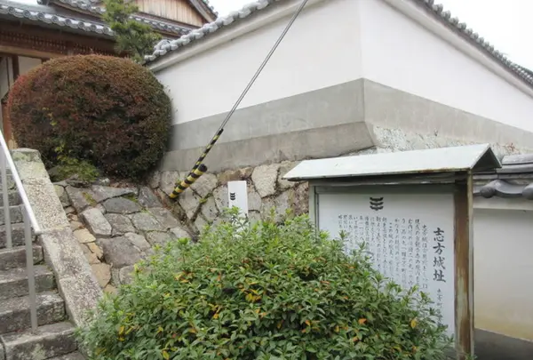 観音寺の写真・動画_image_295819