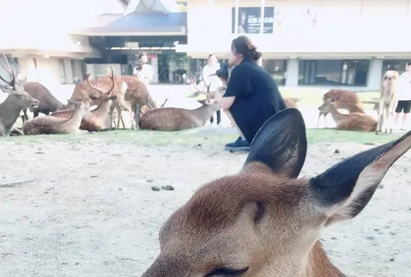 奈良公園の写真・動画_image_296456