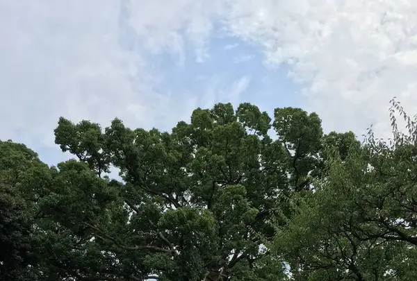 太宰府天満宮の写真・動画_image_296594