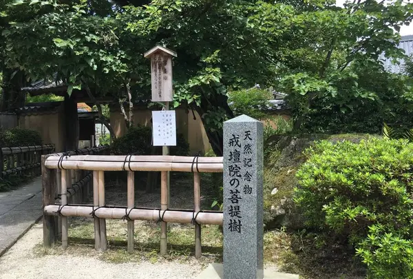 戒壇院の写真・動画_image_296632