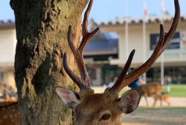奈良公園の写真・動画_image_296639