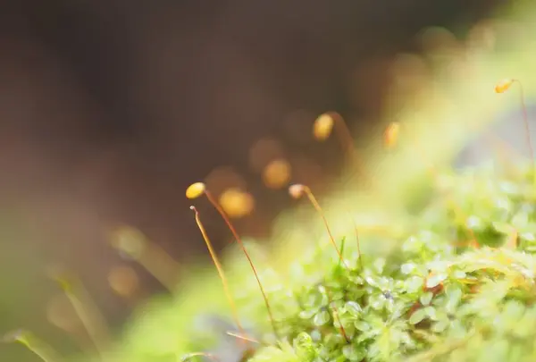 白駒池の写真・動画_image_296731