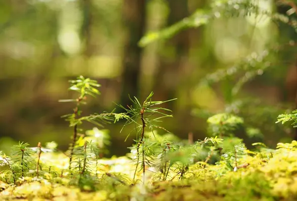 白駒池の写真・動画_image_296732
