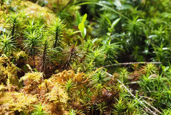 白駒池の写真・動画_image_296733