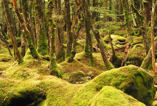 白駒池の写真・動画_image_296734