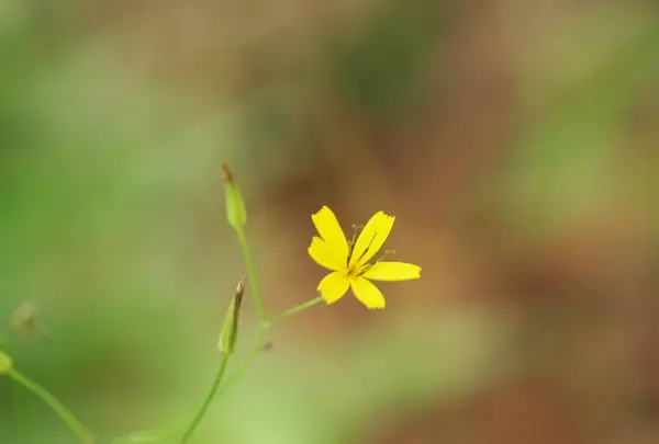 八千穂高原自然園の写真・動画_image_296736