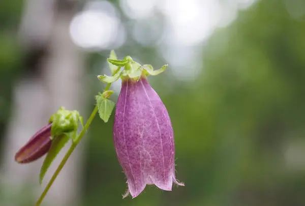 八千穂高原自然園の写真・動画_image_296737