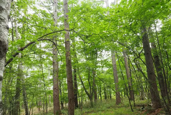 八千穂高原自然園の写真・動画_image_296739