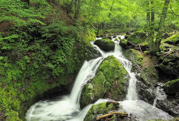 八千穂高原自然園の写真・動画_image_296941