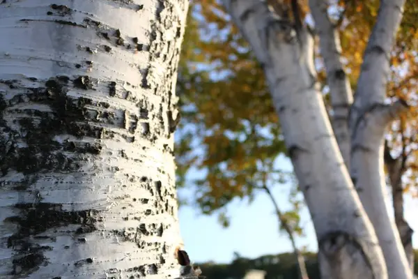 往還丸の写真・動画_image_297040