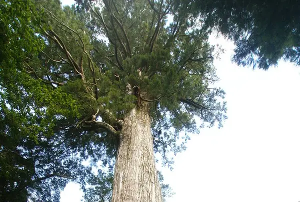 十根川神社の写真・動画_image_298818