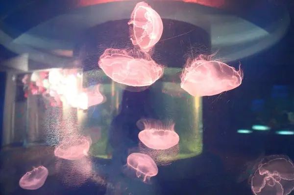Under Water World（アンダーウォーターワールド）の写真・動画_image_299186