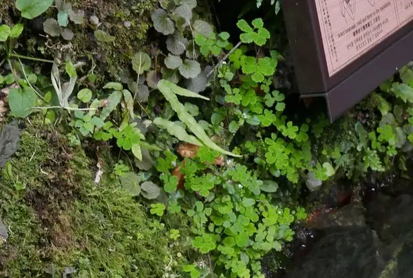 貴船神社の写真・動画_image_299435