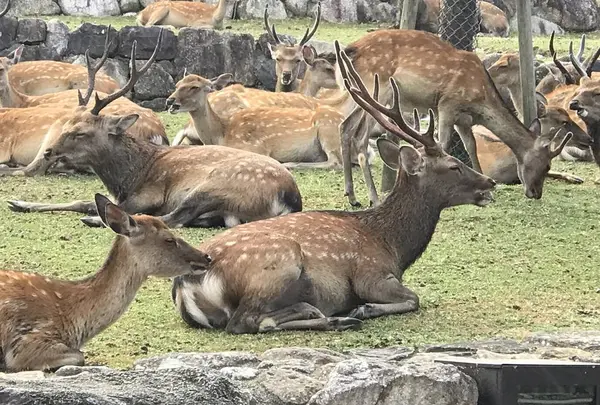 春日大社の写真・動画_image_299624