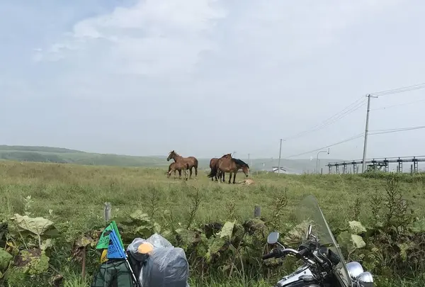 野付半島の写真・動画_image_299805