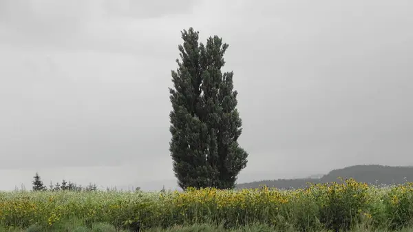 パッチワークの路の写真・動画_image_299922