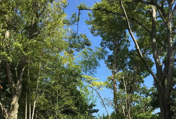 大仙陵古墳（伝仁徳天皇陵）の写真・動画_image_300213