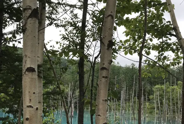 タウシュベツ橋梁展望台の写真・動画_image_301058