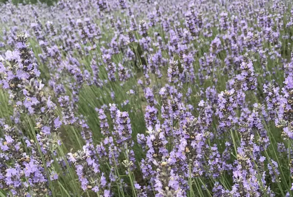 ファーム富田の写真・動画_image_301069