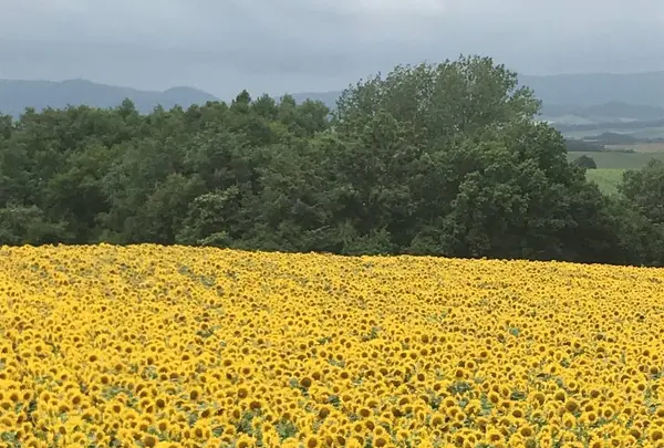 ファーム富田の写真・動画_image_301079