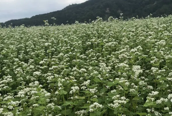 ファーム富田の写真・動画_image_301148