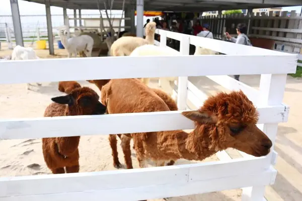 四季彩の丘の写真・動画_image_301469