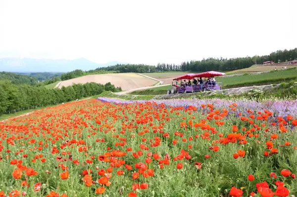 四季彩の丘の写真・動画_image_301470