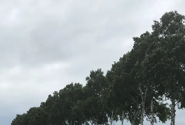 ファーム富田の写真・動画_image_301602