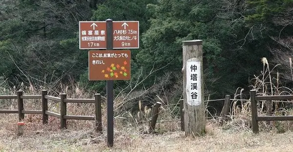 中塔渓谷の写真・動画_image_301761