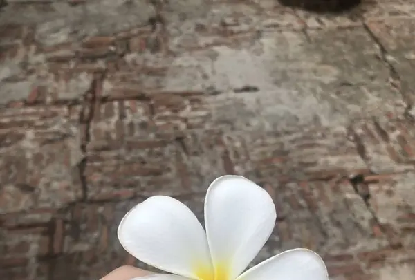 Pra Nakorn Si Ayutthaya（アユタヤ遺跡）の写真・動画_image_301785