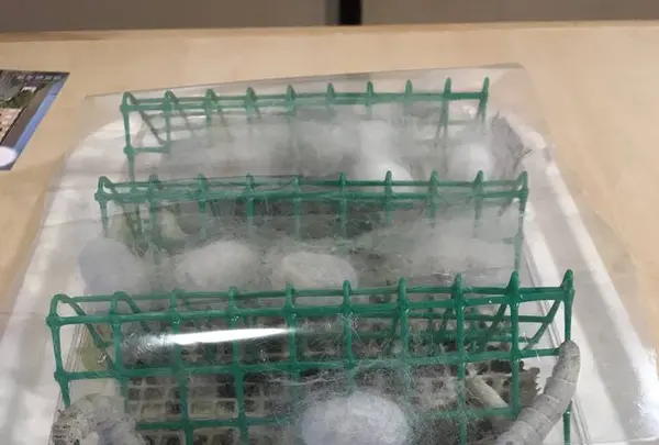 富岡製糸場の写真・動画_image_303093