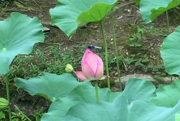 唐招提寺の写真・動画_image_303326