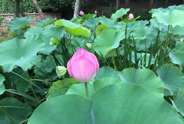 唐招提寺の写真・動画_image_303330