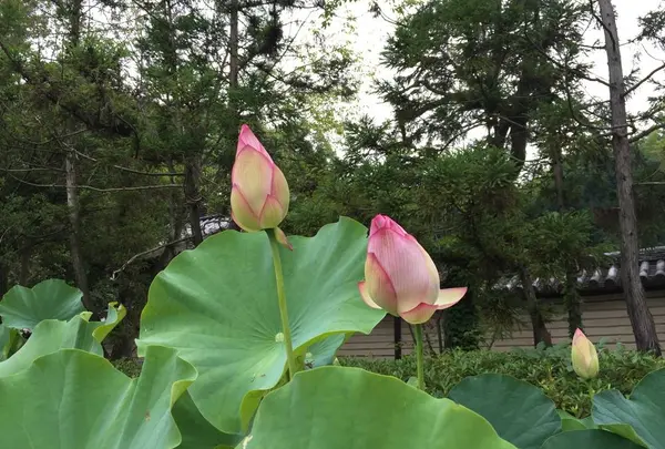 唐招提寺の写真・動画_image_303332