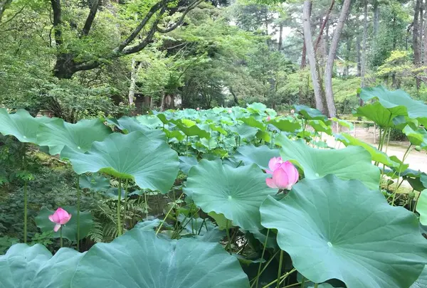 唐招提寺の写真・動画_image_303333