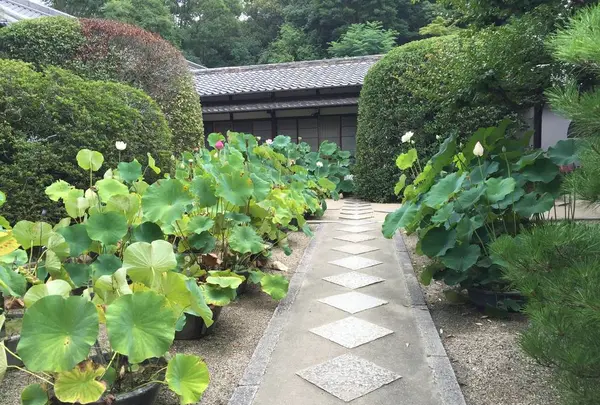 唐招提寺の写真・動画_image_303334