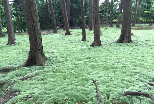唐招提寺 奥の院（鑑真和上廟所）の写真・動画_image_303339
