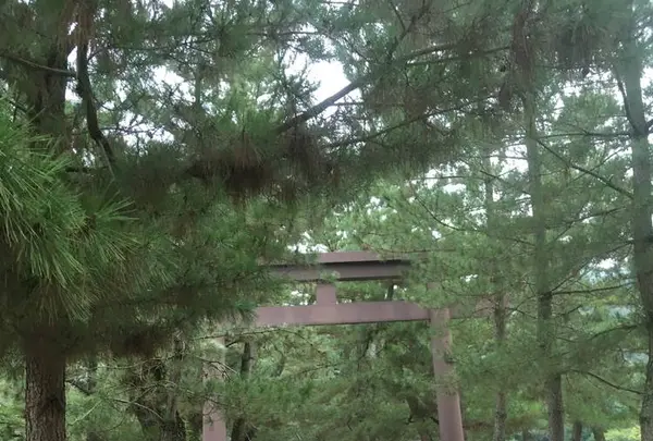 出雲大社の写真・動画_image_303766