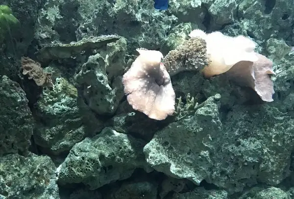 京都大学白浜水族館の写真・動画_image_303898
