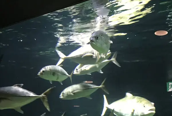京都大学白浜水族館の写真・動画_image_303902