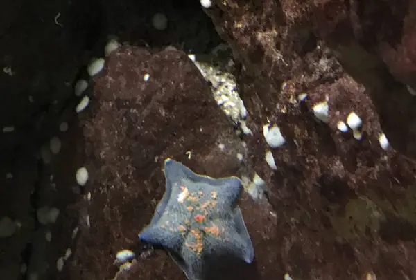 京都大学白浜水族館の写真・動画_image_303904