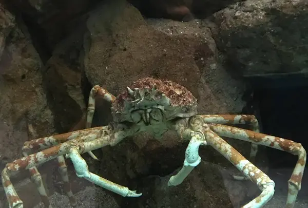 京都大学白浜水族館の写真・動画_image_303905