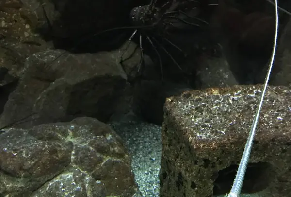 京都大学白浜水族館の写真・動画_image_303906