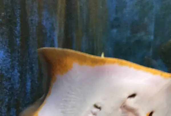 京都大学白浜水族館の写真・動画_image_303907
